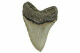 Serrated, Fossil Megalodon Tooth - North Carolina #294541-2